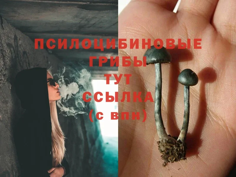 закладка  Дмитровск  Псилоцибиновые грибы Psilocybine cubensis 